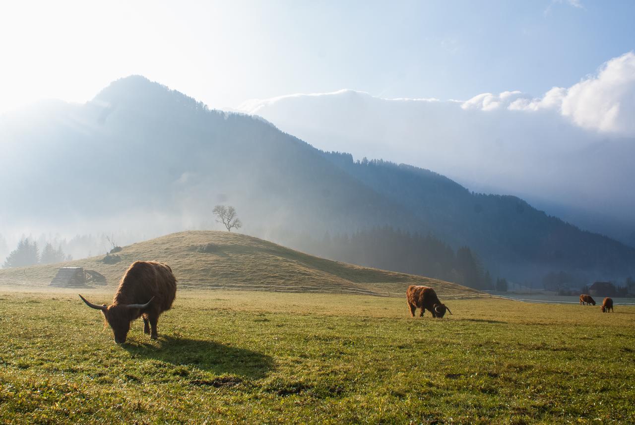 Camping & Glamping Jezersko Ex Cvet Gora מראה חיצוני תמונה